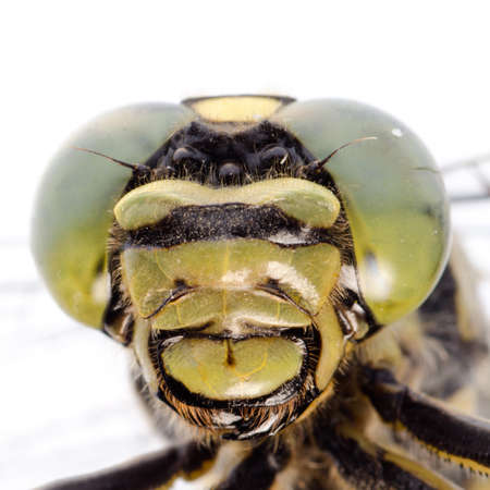 dragonfly portrait macro isolated on whiteの写真素材