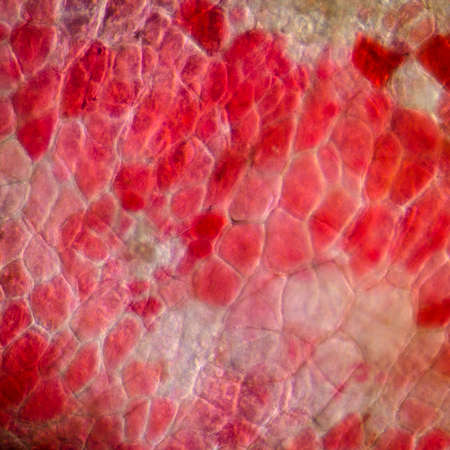 red cherry fruit peel cell, science micrograph plant patternの写真素材