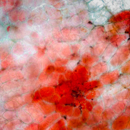 red cherry fruit peel cell, science micrograph plant patternの写真素材