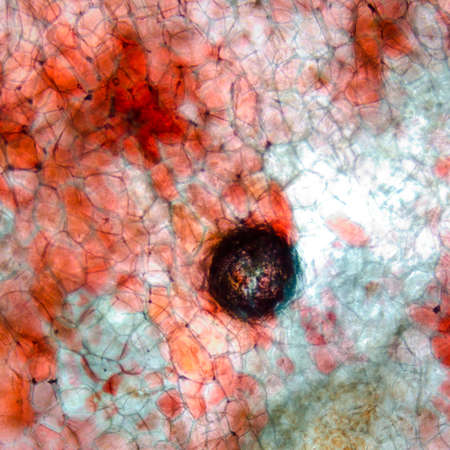 red cherry fruit peel cell, science micrograph plant patternの写真素材