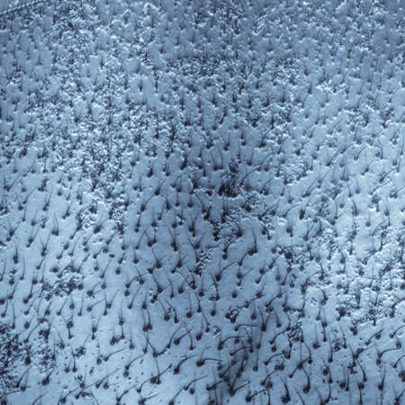 science micrograph insect wasp wing detail texture microの写真素材