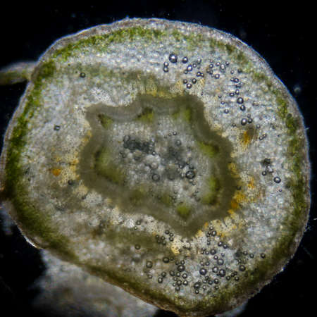 plant red cherry stem micrographの写真素材