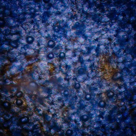 plant red cherry stem micrographの写真素材