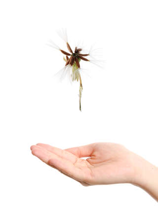 flying dandelion on open hand isolated on white backgroundの写真素材
