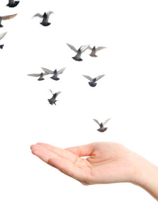 flying dove with open hand isolated on white freedom concept backgroundの写真素材