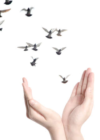 flying dove with open hand isolated on white freedom concept backgroundの写真素材