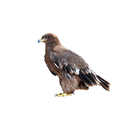 eagle isolated on whiteの写真素材