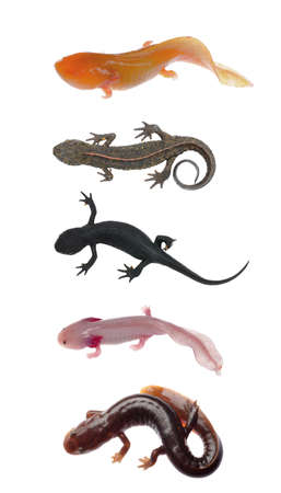 amphibian animal newt salamander collection isolated on whiteの写真素材
