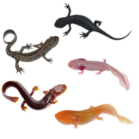 amphibian animal newt salamander collection isolated on whiteの写真素材