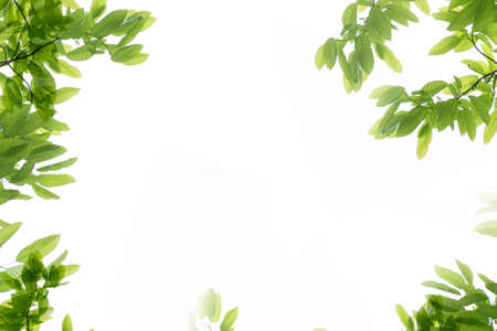 branch of green leaf on white backgroundの写真素材