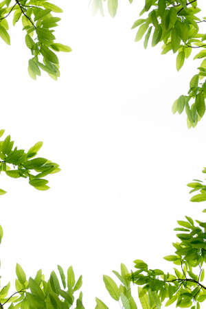 branch of green leavesの写真素材