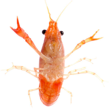 seafood animal crawfish shrimp isolated on white