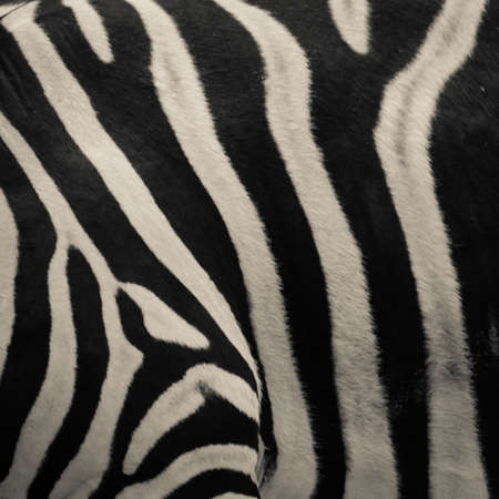 animal zebra black and white pattern textureの写真素材