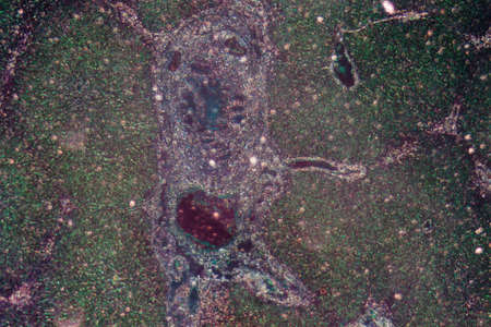 science medical anthropotomy physiology micrograph of liver tissueの写真素材