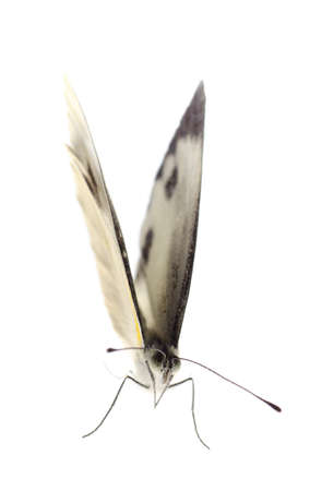 insect small white butterfly isolatedの写真素材
