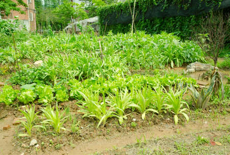 agriculture vegetable garden farmの写真素材