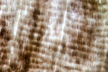 moth wing micrograph, 100X.の写真素材