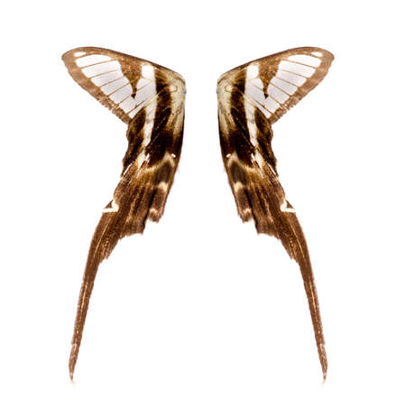 butterfly wing isolated on white