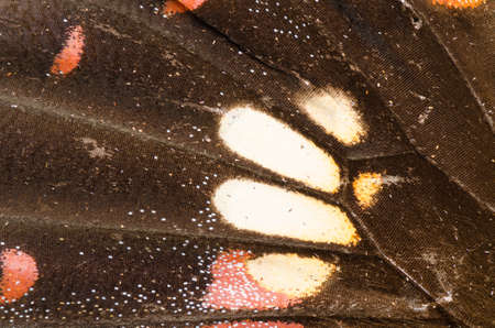 butterfly wing detail pattern texture backgroundの写真素材