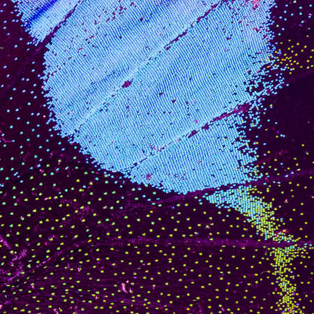 butterfly wing detail pattern texture background
