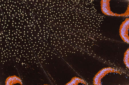 butterfly wing detail pattern texture backgroundの写真素材