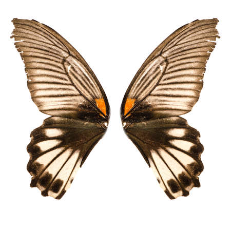butterfly wing isolated on white