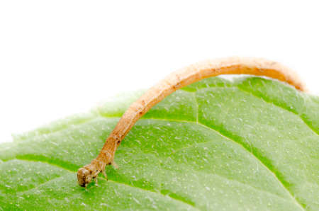 insect inchworms or loopers, caterpillar of Geometrids mothの写真素材