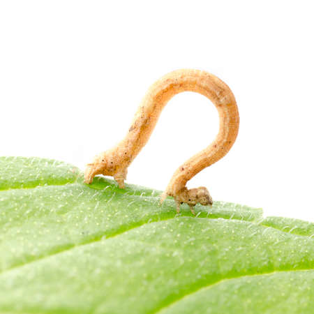 insect inchworms or loopers, caterpillar of Geometrids moth