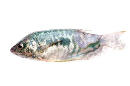 green pet fish isolated on white background
