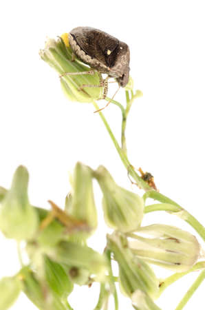 insect shield bug isolated on white
