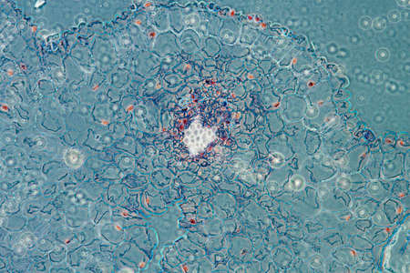 anther of lily flower, Lilium brownii, science plant cell micrograph