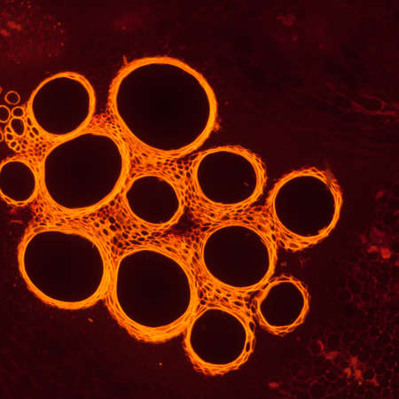 micrograph plant tissue, stem of pumpkin,with red fluorescenceの写真素材