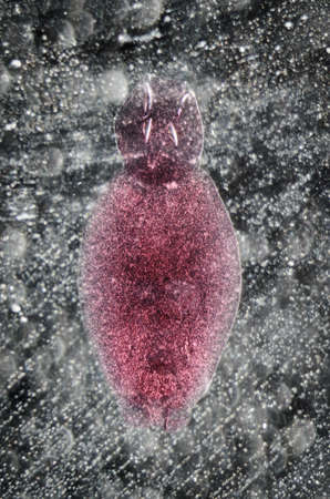 science aquaculture fish parasite Benedenia seriolae worm micrographの写真素材