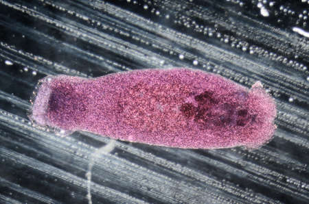 science aquaculture fish parasite Benedenia seriolae worm micrograph