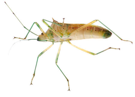 insect stink bug isolated on whiteの写真素材
