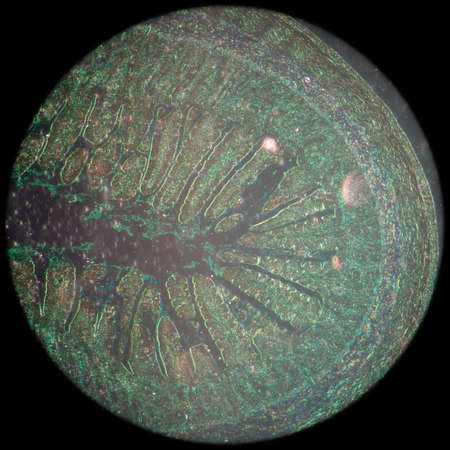 science medical anthropotomy physiology micrograph of small intestinum tenue tissue