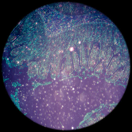 science medical anthropotomy physiology micrograph of small intestinum tenue tissueの写真素材
