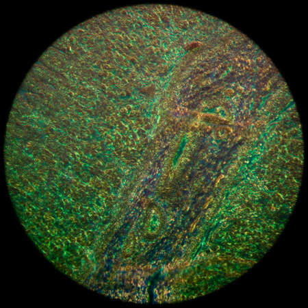 science medical anthropotomy physiology micrograph of stomach tissueの写真素材