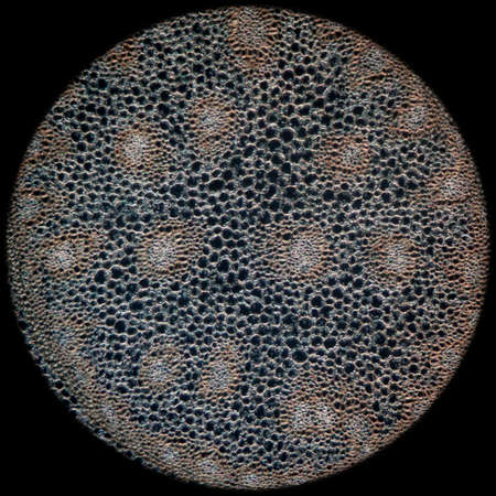 science micrograph plant root tissue backgroundの写真素材