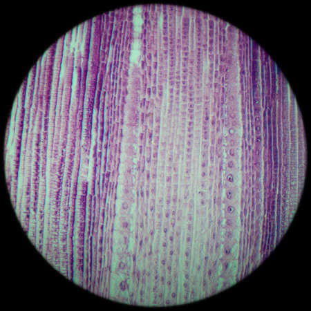 science botany micrograph plant root tip tissue cell, Magnification 100X