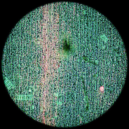 science microscopy micrograph black algae leaf Hydrilla verticillata microの写真素材