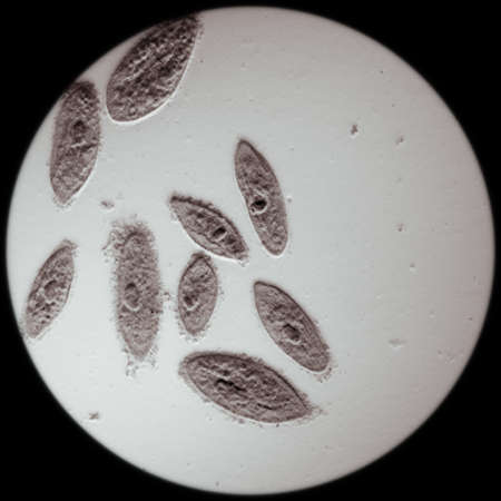 microscopy micrograph animal, conjugation of Paramecium caudatum, magnification 100X