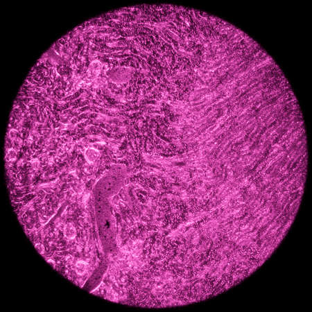 science medical anthropotomy physiology microscopic section of human kidney tissue backgroundの写真素材