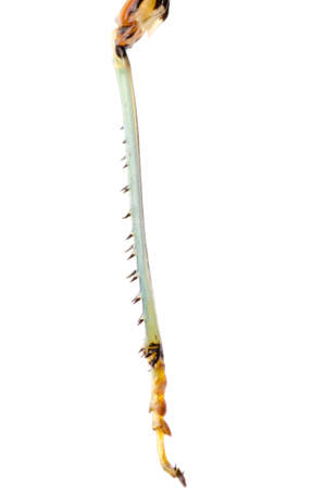 pest insect grasshopper leg isolated on whiteの写真素材