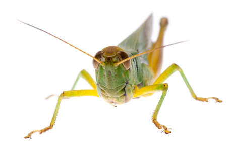 pest insect grasshopper isolated on whiteの写真素材