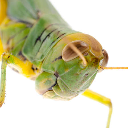 pest insect grasshopper isolated on whiteの写真素材