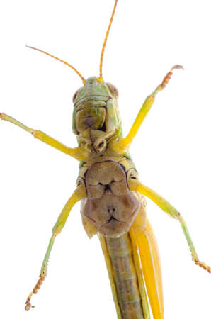 pest insect grasshopper isolated on whiteの写真素材