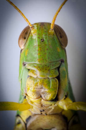pest insect grasshopper head detailの写真素材