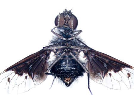 microscopic micrograph of insect tiny fly,stacked from 16 photos into oneの写真素材