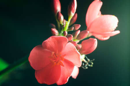 close up of pink flowerの写真素材